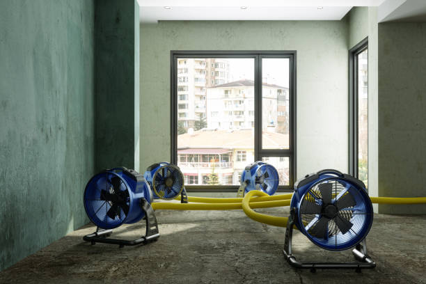 Best Water damage cleanup near me  in Appleton City, MO